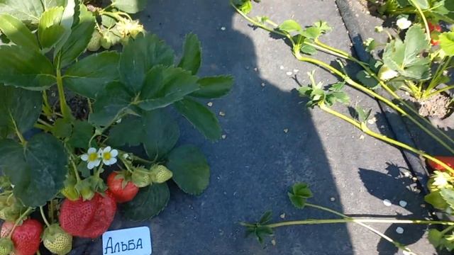 АЛЬБА. Давайте поговорим о вкусе этого сорта. смотреть онлайн