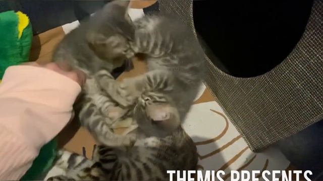 Бенгальские котята моей Манисы- 1 мес 11 дней-Остались 3 котикаЖдут любящих хозяев18.06.23