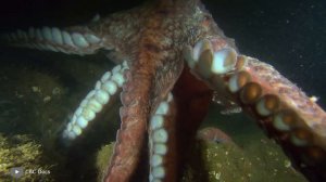 Посмотрите, Как Рождаются Детёныши Морских Животных