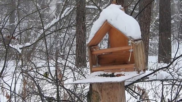 - 20°C А ЧТО В КОРМУШКАХ? смотреть онлайн