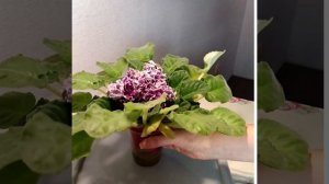 #168 Фиалка РС-ГЕРЦОГИНЯ, обзор весеннего цветения