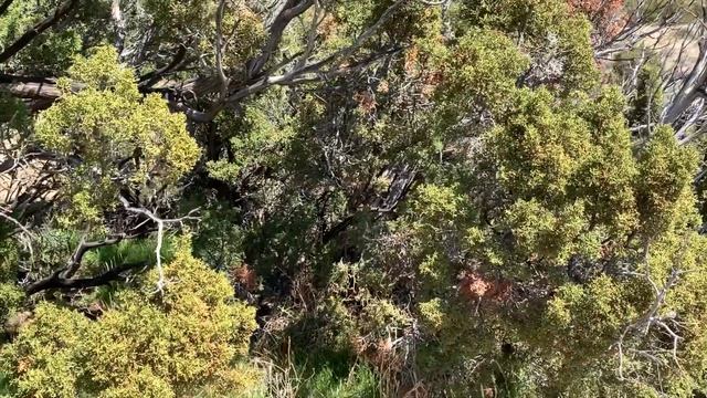 Vlog 4. Joshua Tree National Park / Гнездо сойки смотреть онлайн