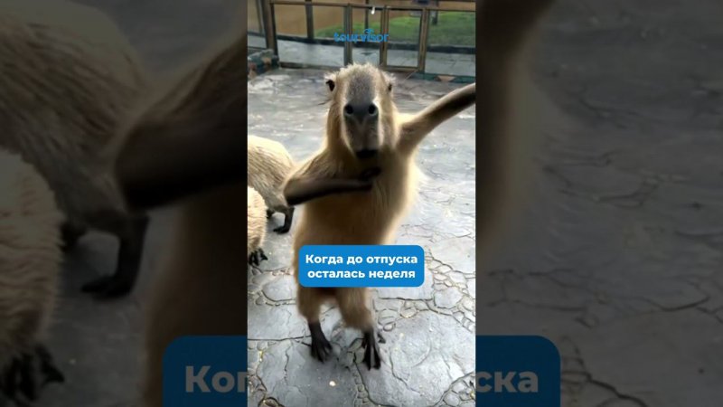 Неделя до отпуска