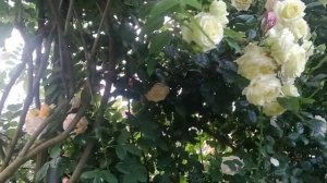 Плетистая роза Эльф