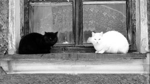 Черная кошка  Плохая примета?