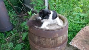 Котейка Чувачок и котик Кузя очень любят когда их зубной щёткой гладят. Кот таскует по кошке Багире