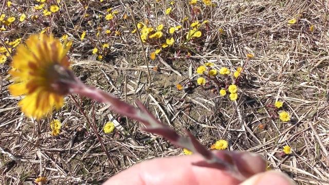 Одуванчик ? или мать-и-мачеха? смотреть онлайн