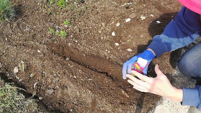 Какие цветы посеять в мае. Цветы без рассады. смотреть онлайн