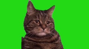 Самый грустный кот Миша на зеленом фоне. Футажи на зелёном фоне