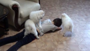 Собаки загрызли ребенка !!! смотреть всем!