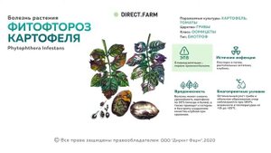 Фитофтороз картофеля. Борьба с болезнью растения