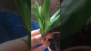 Драцена реанимация размножение