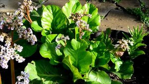 Бадан цветок. Как купить саженцы бадана