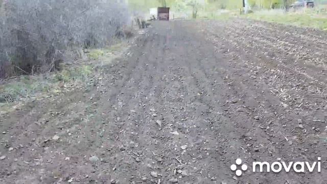 Зеленый лук из семян. Зарабатываем на открытом грунте. смотреть онлайн