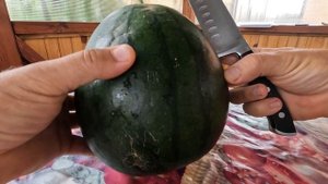 Выращивание арбузов в средней полосе России. Пробуем жёлтый арбуз, сорт Шуга еллоу, 27.07. 2023