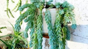 Суккуленты - Хатиора, очиток (седум), стапелия. Комнатные цветы.