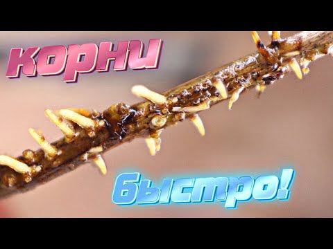 Это рекорд мощные корни за ночь!  В этом надо замочить черенки для образования корней!