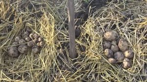 Картофель Банба. От посылки до сбора урожая.