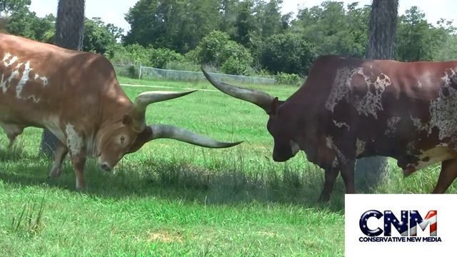 Two Ankole-Watusi Bulls Sparring with their MASSIVE HORNS in 1080P HD ! смотреть онлайн