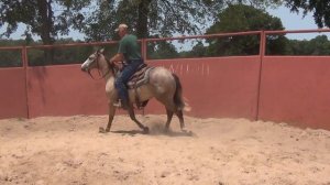 Andy 2 yr old Grey Gelding - Triple Crown Winner & NCHA Champion bloodlines!