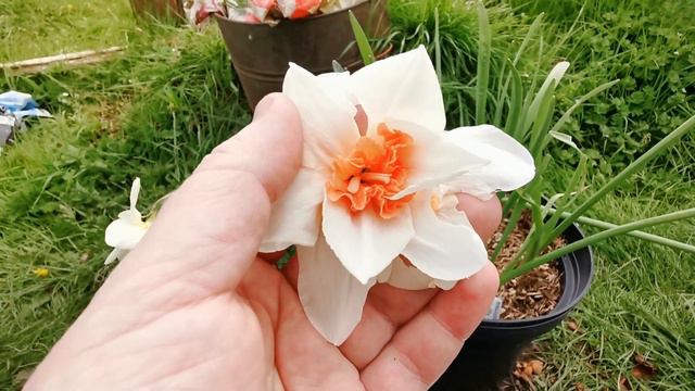 Double Narcissus Sweet Ocean / Double Daffodil Sweet Ocean: origin, cultivation and flowers смотреть онлайн