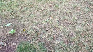 Посадка колоновидных деревьев. Обзор сада