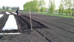 Выращивание арбузов на плёнке, подготовка грядок.