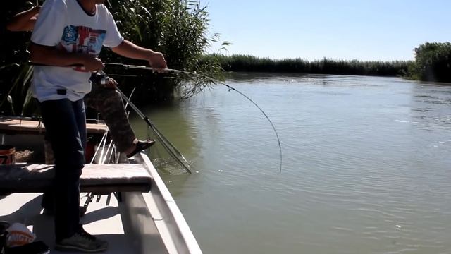 Поимка Белого Амура на 18 кг. смотреть онлайн