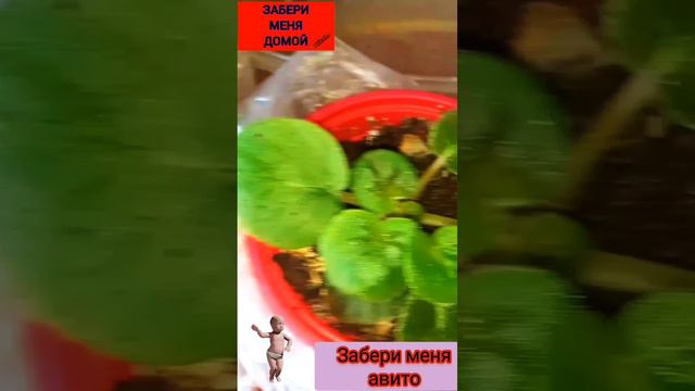 Обзор моих цветов