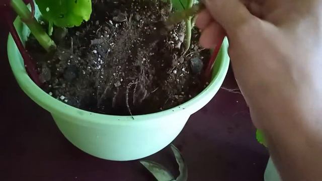 Герань после пересадки разрослась, распушилась и завалилась на одну сторону! смотреть онлайн