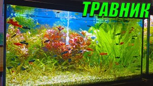 Аквариум травник