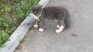 Серьёзный котёнок с пушистым хвостом)