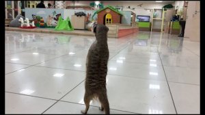 Побег из Зоопарка