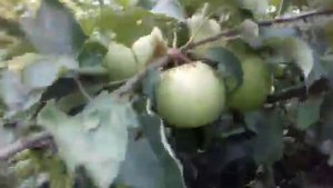 Яблоня "Ренет Симеренко"(больше 150 кг яблок с этого дерева)