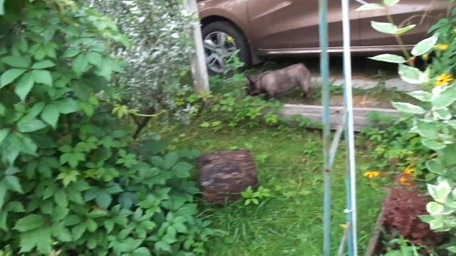 1254 - ВЛОГ/ Дача. Часть 2/от 18 июля 2020г смотреть онлайн