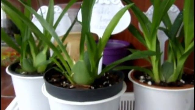 Мои новые орхидеи.Oncidium Twinkle: "Jasmin", "Lisa", " Laura " смотреть онлайн