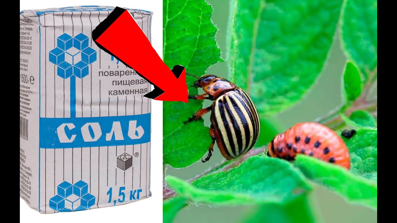 КАК ИЗБАВИТЬСЯ ЗА 3 МИНУТЫ ОТ КОЛОРАДСКОГО ЖУКА НА КАРТОШКЕ!