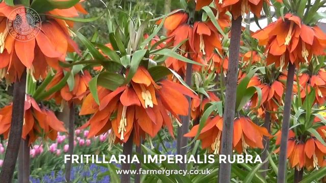 Fritillaria imperialis 'Rubra' (red "crown imperial") - FarmerGracy.co.uk