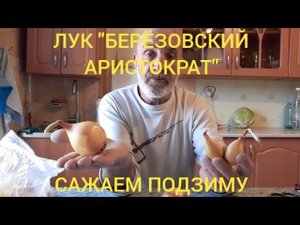 октябрь. посадка лука "берёзовский аристократ"