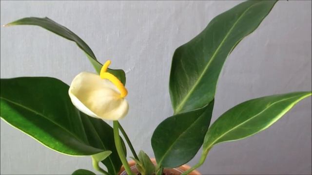 Антуриум Шерцера купить. Антуриум Шерцера с белым цветком смотреть онлайн