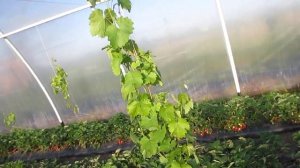 Урожайность клубники Клери в теплице. Клубничная ферма Поле Чудес.(ЗВОНИТЕ +7-918-010-2726)