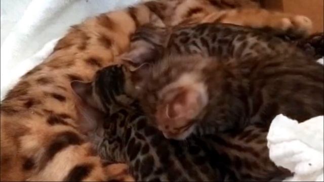 бенгальские котята