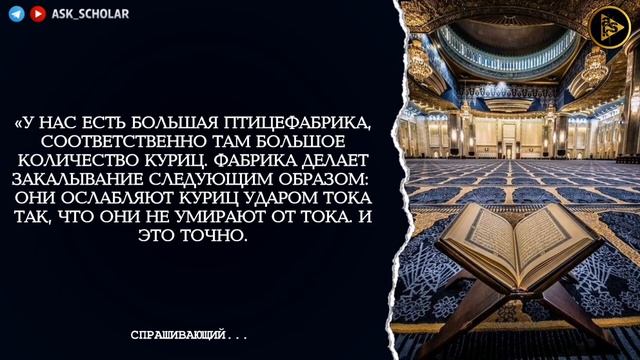 курица Алель харам или нет кушать? Саад аш Шасри