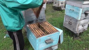 22.07.2016. работа 7. Переставляем рамки в первом корпусе.Идет расплод -сушь-расплод-сушь.