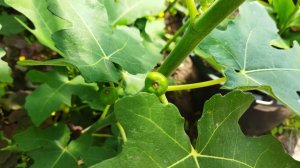 Инжир в Беларуси в открытом грунте, в теплице. Что делать если инжир перестал плодоносить, мой опыт.