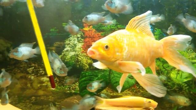 Аквариумные рыбки: наннакара неоновая / дракон / комета / цихлида-колибри / цихлиды / сомики смотреть онлайн