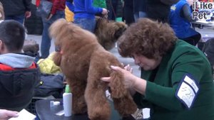 Пудель. Особенности породы, уход на ilikepet