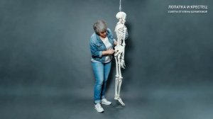Как устроен человеческий таз? Лопатка и крестец. Советы от Елены Шумиловой