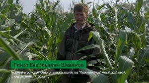 Почему МайсТер Пауэр лучший гербицид по кукурузе? Опыт агронома