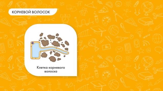 Биология 6 класс. Зоны корня и рост корня в длину